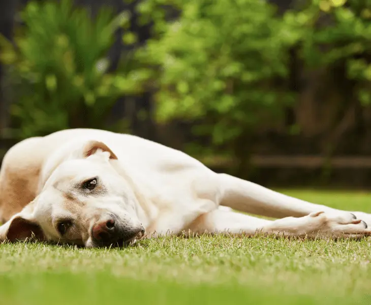 changes in behavior of dog