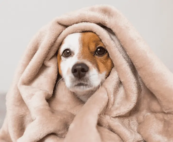 comfort your dog