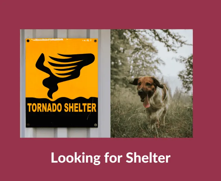 looking for shelter