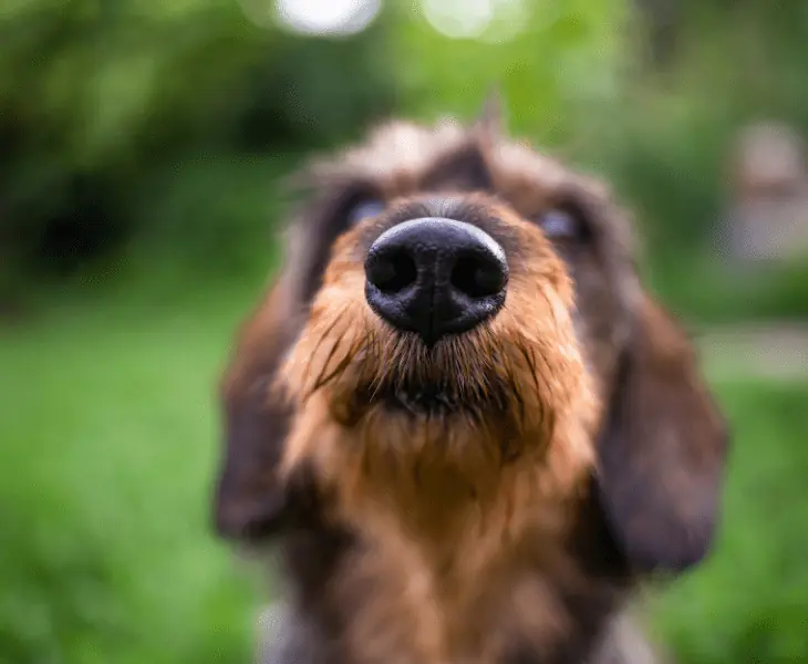 dog smelling shifts in air pressure