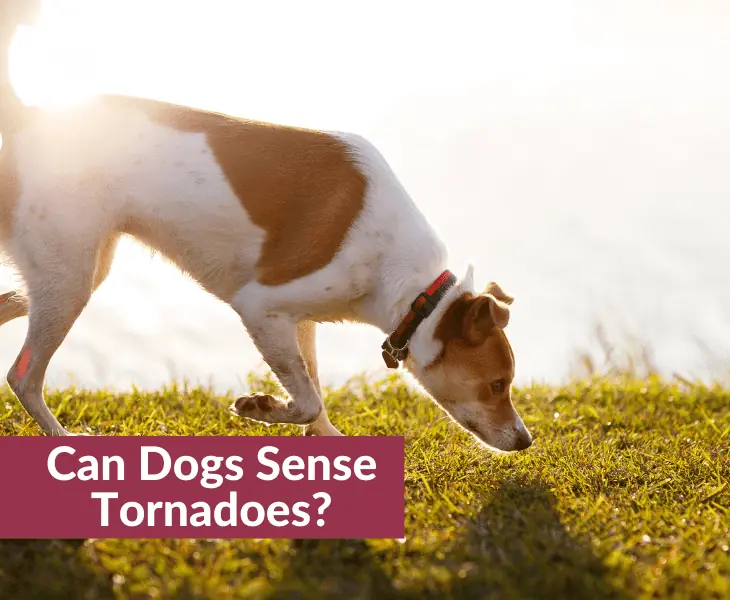 dog sensing tornadoes