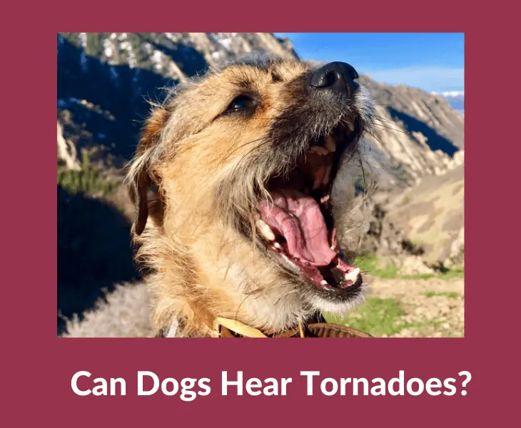 can dog hear tornadoes