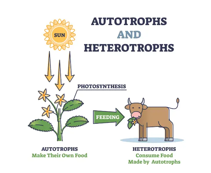 ecological roles of heterotrophs and autotrophs