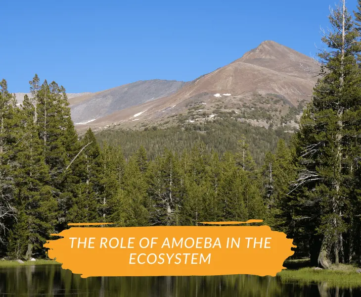 role of amoeba in the ecosystem