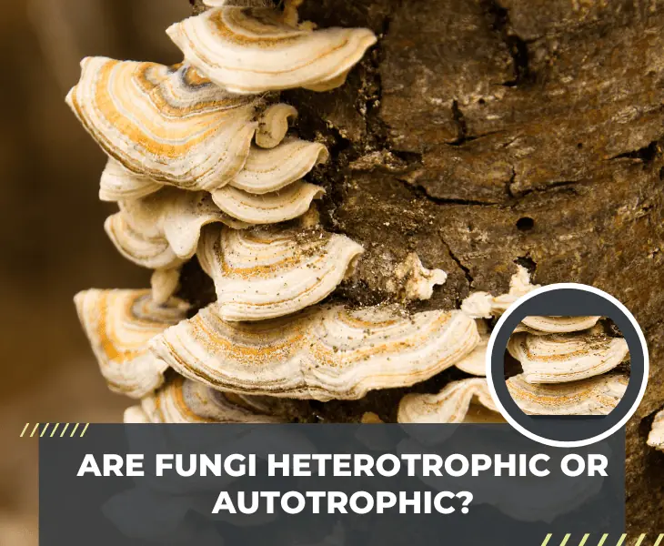 are fungi heterotrophic or autotrophic