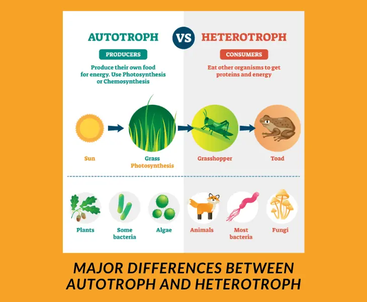 differences between heterotroph and autotrophic