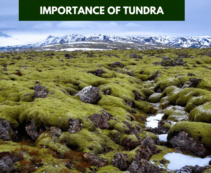 scenic view of tundra