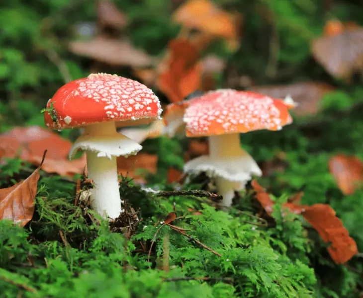autotrophic organisms