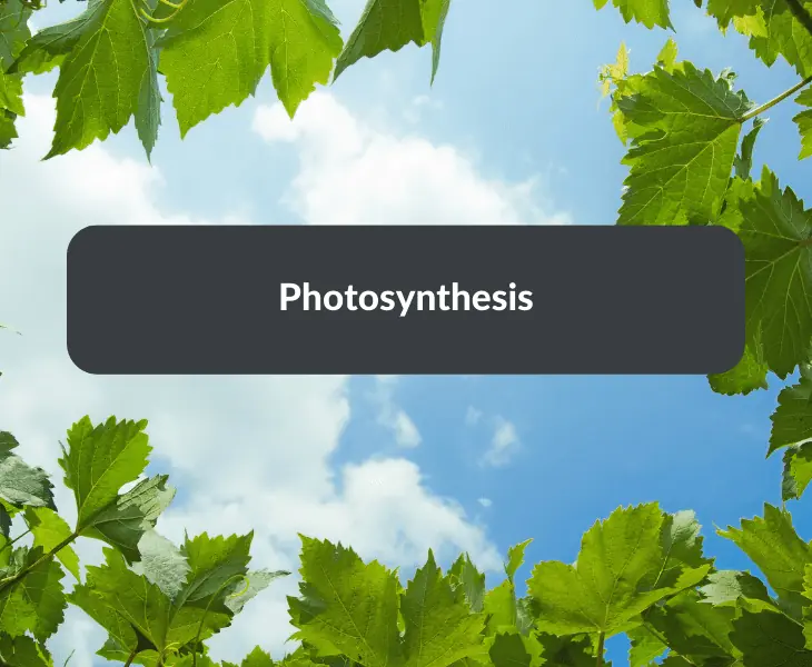 plants undergo photosynthesis
