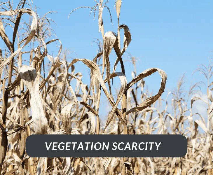 vegetation scarcity