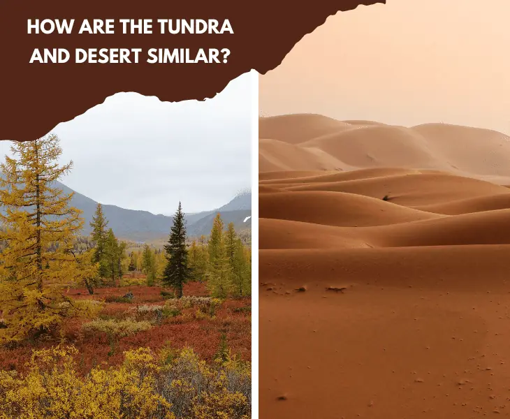 photo of tundra and desert