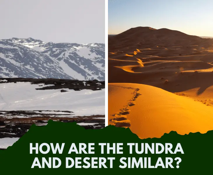 how are the tundra and desert similar