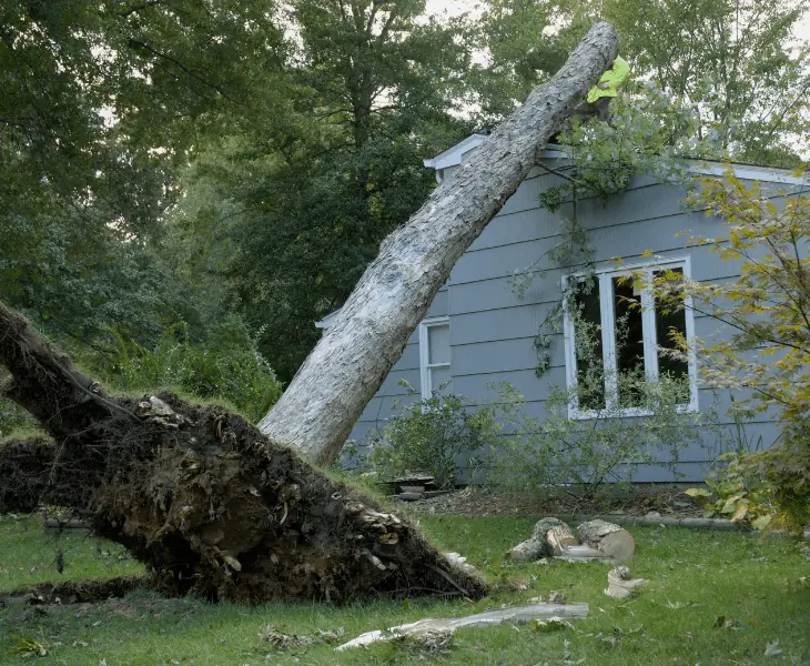 large tree uprooted