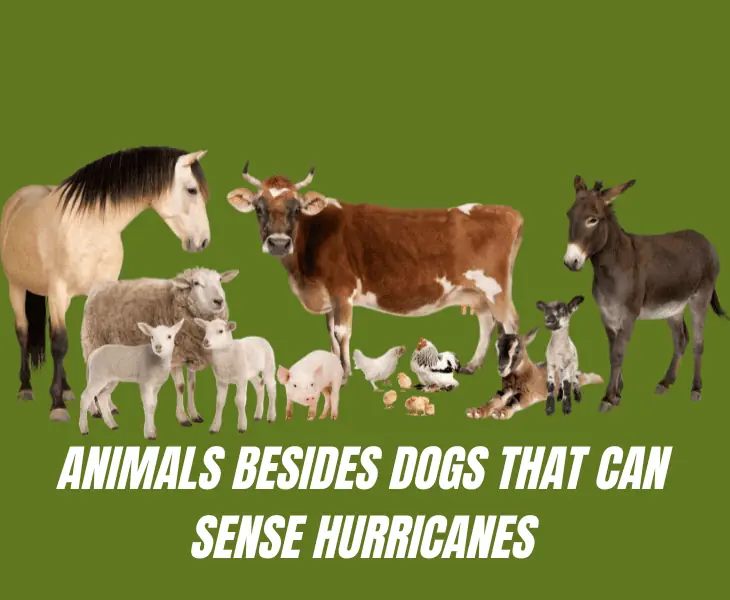 animals besides dogs that can sense hurricanes