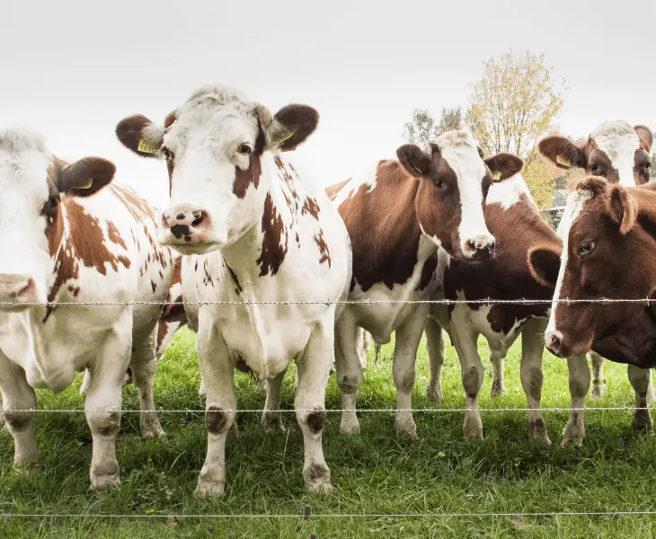 cows sensing hurricanes