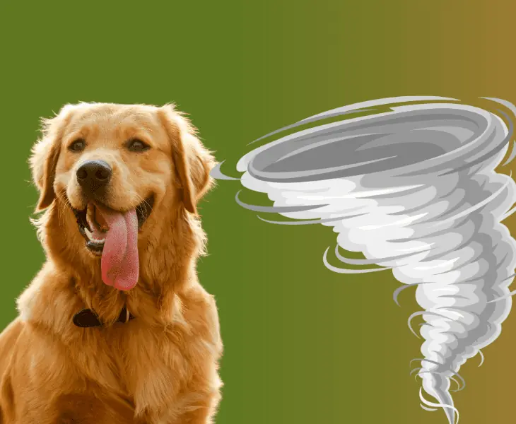 possibilities of dogs to detect hurricanes