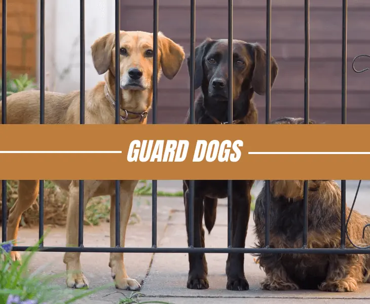 guard dogs