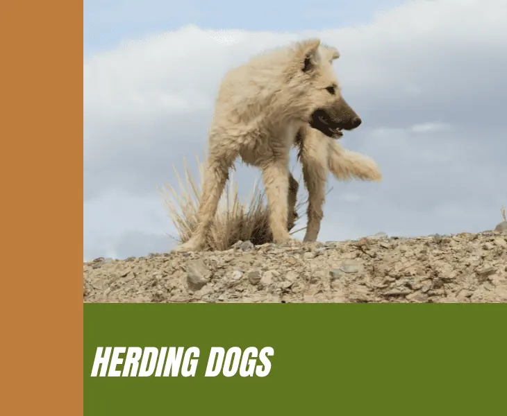 herding dogs