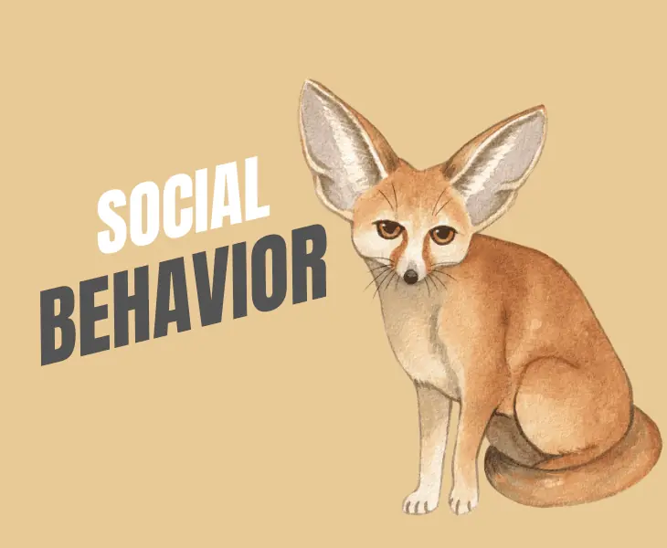 social behavior of fennec fox
