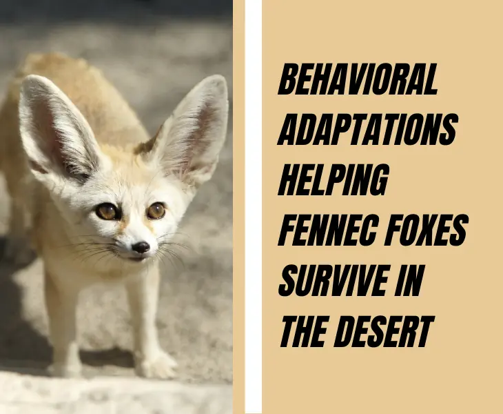 behavioral adaptations of fennec fox in desert