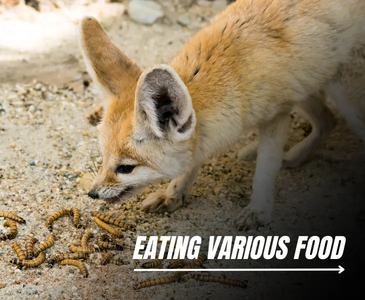eating various food