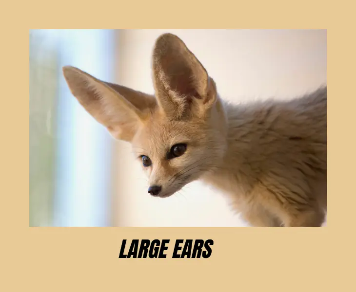 large ears fennec fox