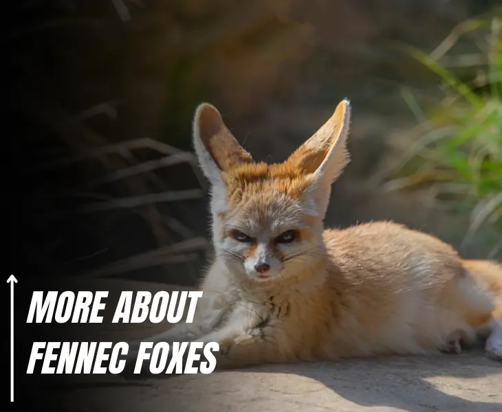 more about fennec foxes