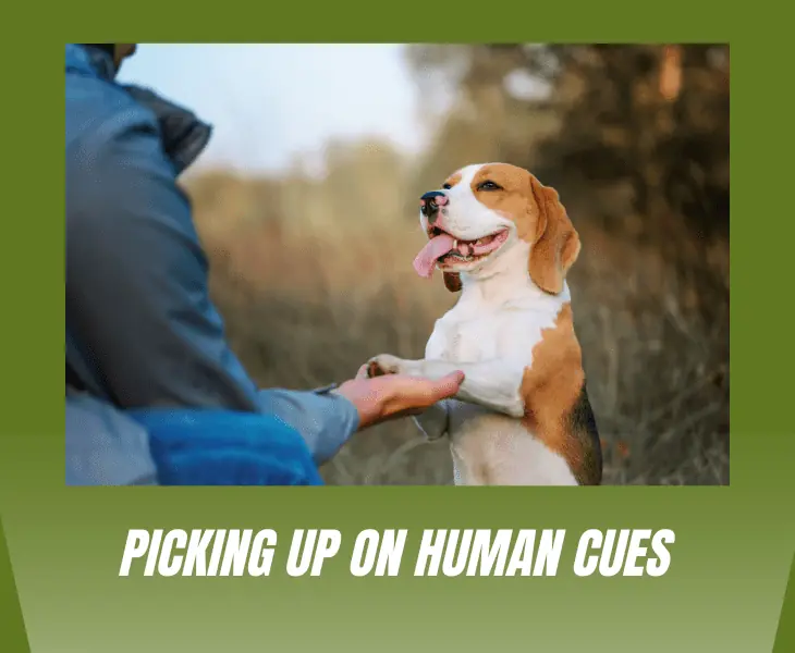 picking up on human cues