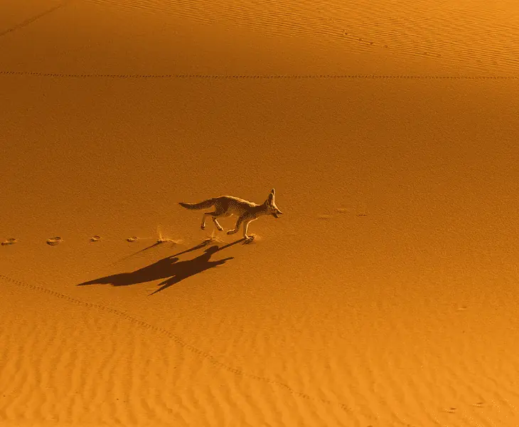 speed of fennec fox