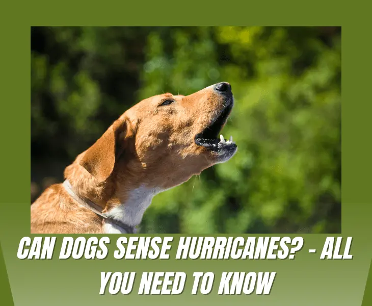 can dogs sense hurricanes
