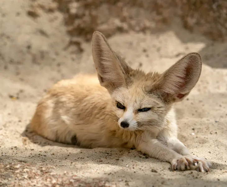 small size fennec fox