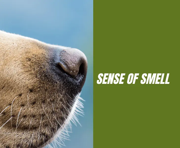 sense of smell