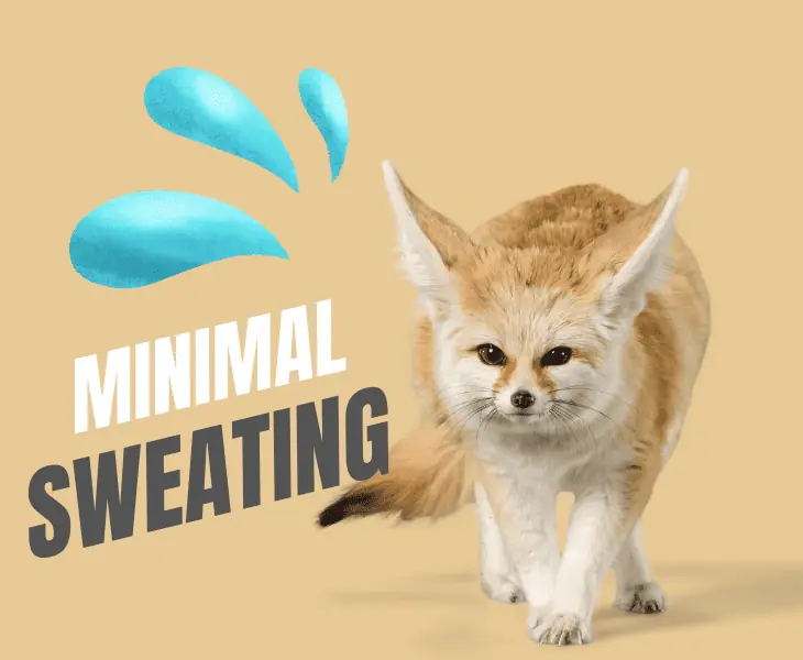 minimal sweating fennec fox