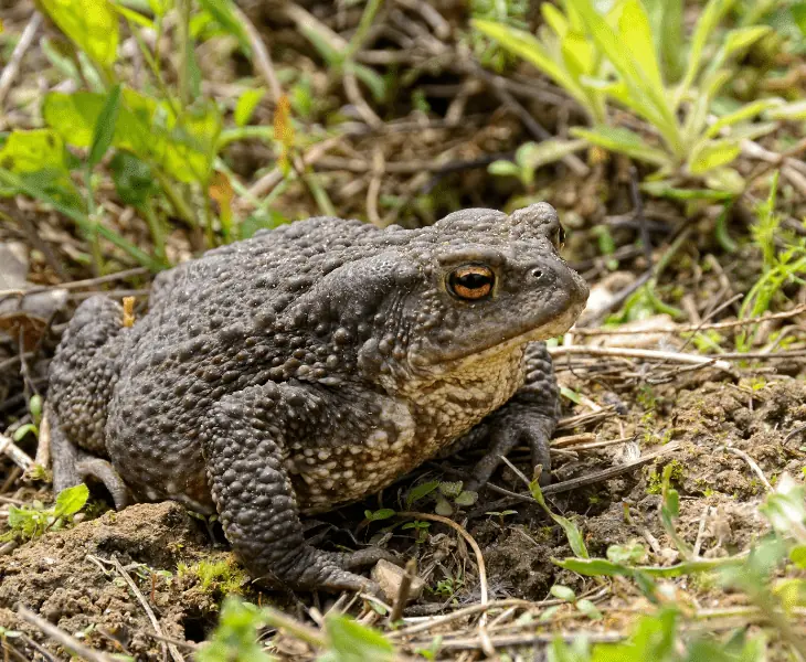 toads sensing hurricanes