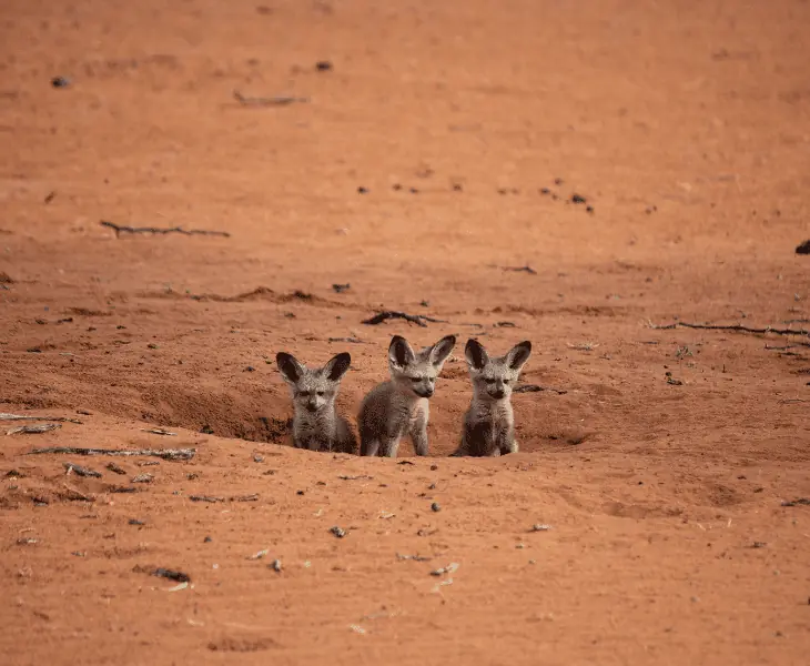 desert animals adaptations
