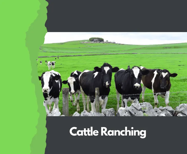 cattle ranching