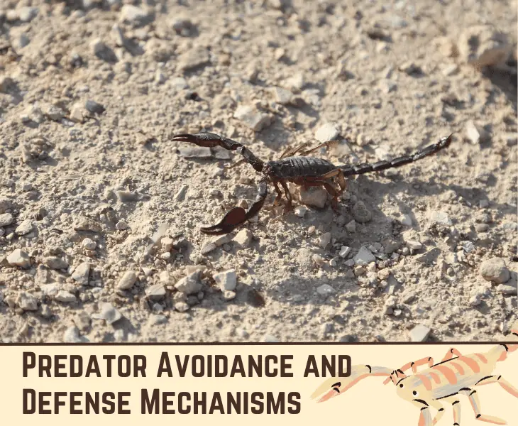 predator avoidance and defense mechanisms