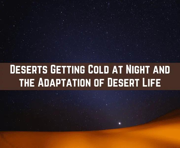 desert night cold and adaptation