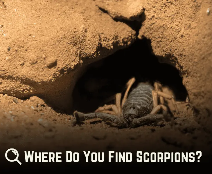 where do you find scorpions