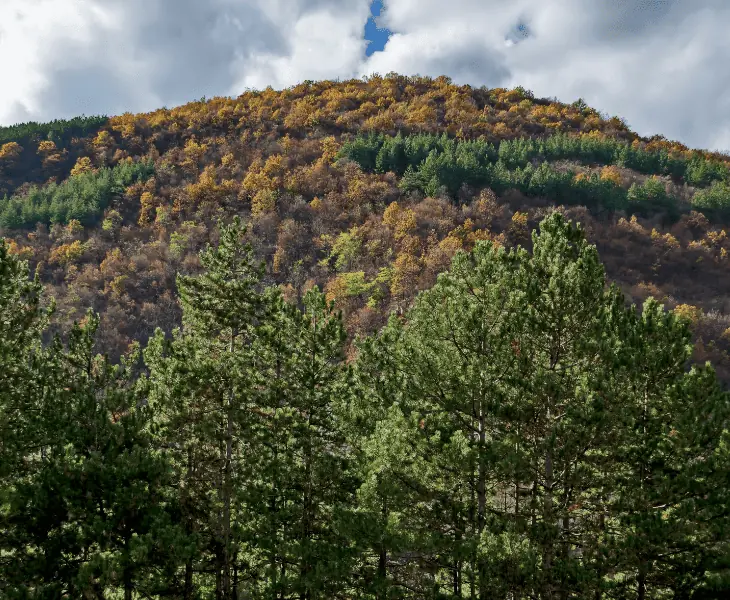 dense forest factors in human settlement