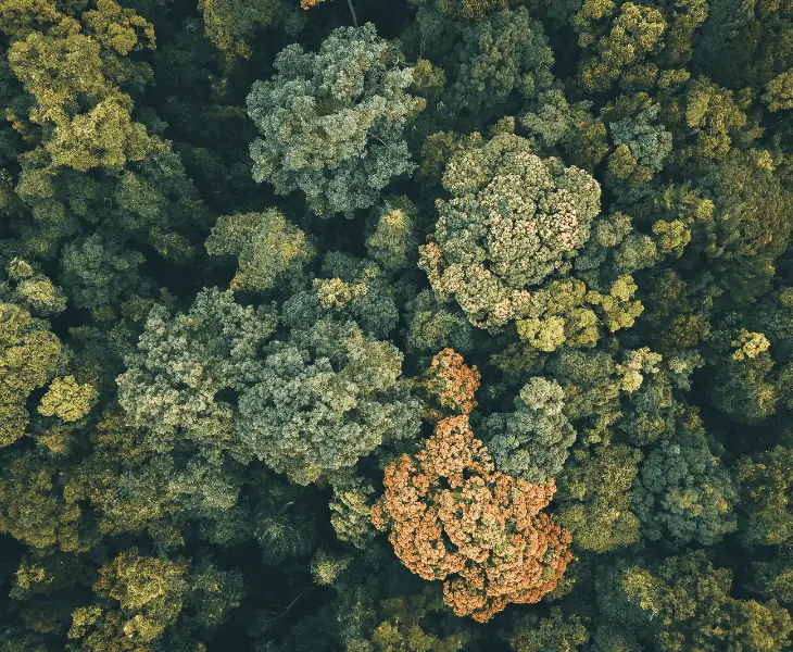 ecosystem and habitat analysis