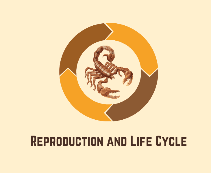 reproduction and life cycle