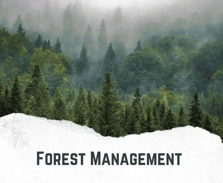 forest management