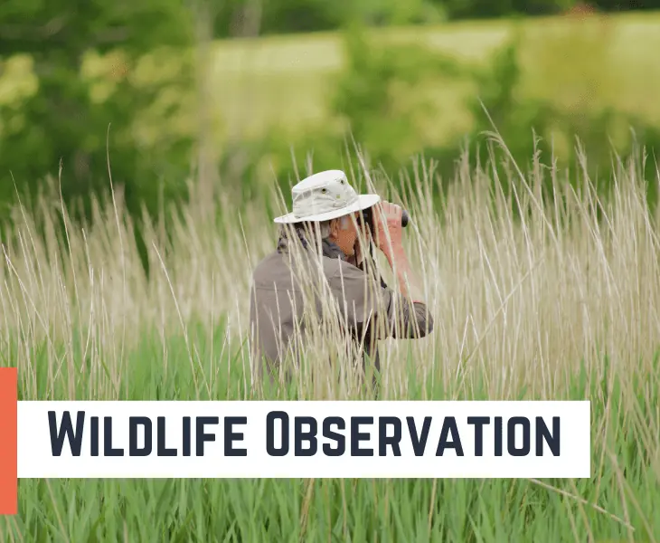 wildlife observation