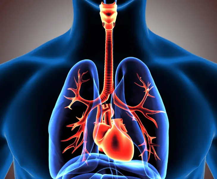 impact on the respiratory system