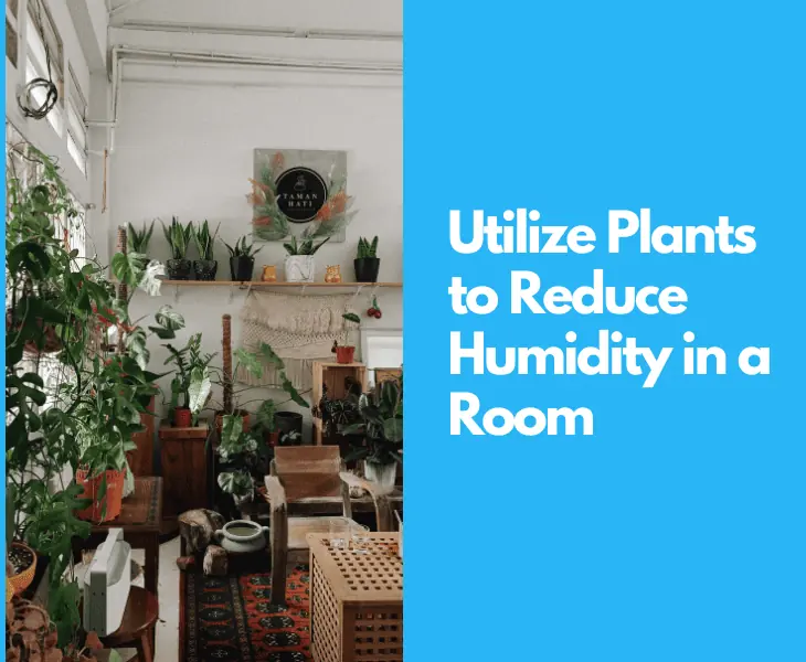 plants for reducing room humidity