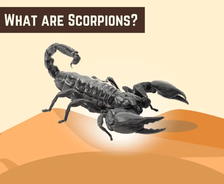 what are scorpions