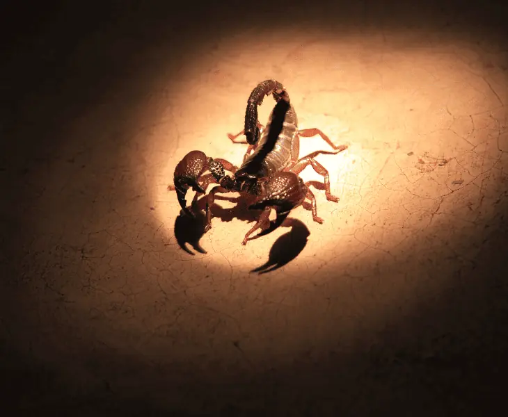 hunting at night
