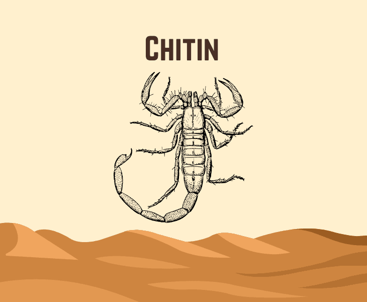 chitin