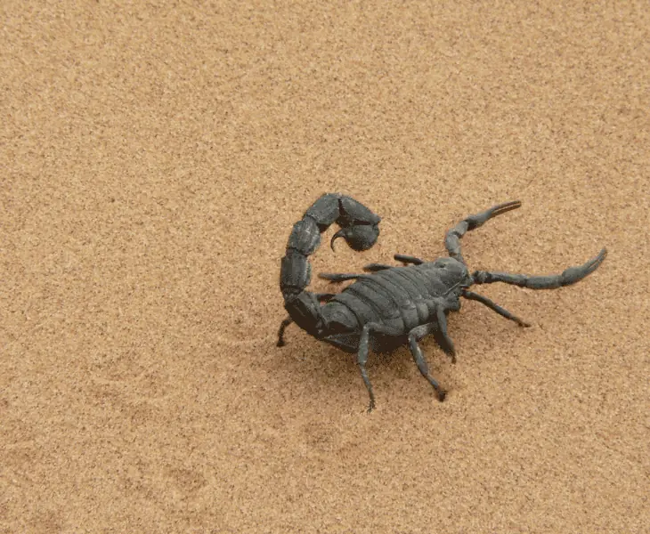 scorpion survival in the desert